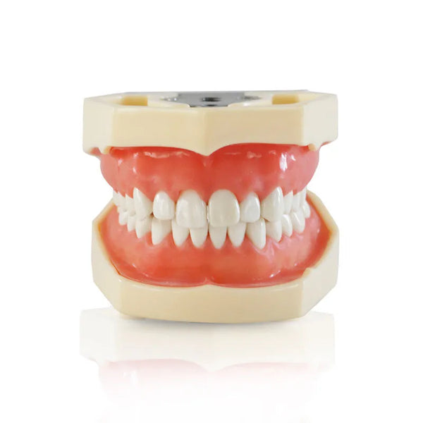 iDENTical Typodont Jaw Set M8011 | Nissin Type – Dentalmantraa