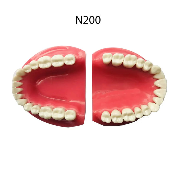 API Jaw Set with Typodonts – Dentalmantraa