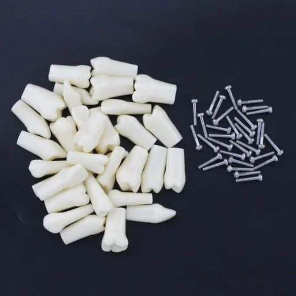 API Typodont Replacement Teeth Set with Screw