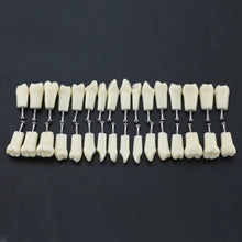 API Typodont Replacement Teeth Set with Screw