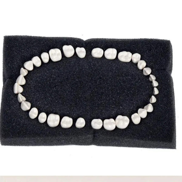 API Typodont Replacement Teeth Set with Screw