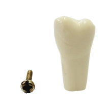API Typodonts Individual B561 - Adult Size Buy Dental products Online DentalMyntra
