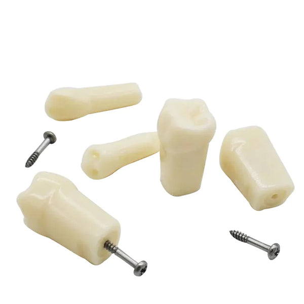 API Typodonts Individual B561 - Adult Size Buy Dental products Online DentalMyntra