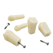 API Typodonts Individual B561 - Adult Size Buy Dental products Online DentalMyntra