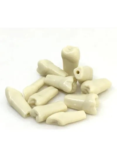 API Typodonts Individual B561 - Adult Size Buy Dental products Online DentalMyntra
