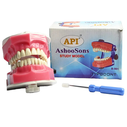 API Typodont Jaw Set B-561 - Dental Training Model
