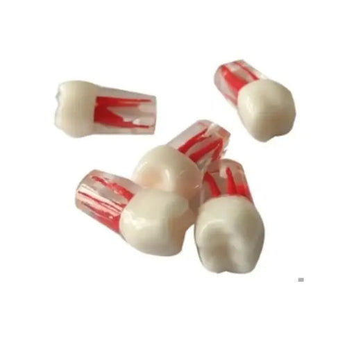 Canal Practice Model | 3D Designed Endo Training Tooth