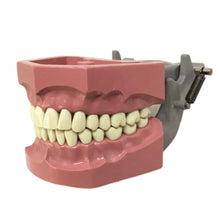 Columbia Dentoform Typodont Ivorine Teeth T-560 Buy Dental products Online DentalMyntra