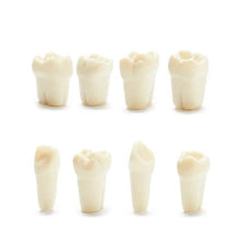 Columbia Dentoform Typodont Ivorine Teeth T-560 Buy Dental products Online DentalMyntra