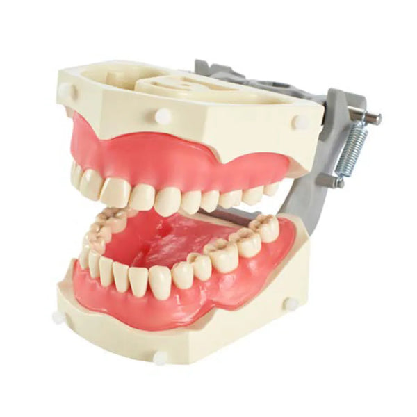 Columbia Dentoform Typodont Ivorine Teeth T-860 Buy Dental products Online DentalMyntra