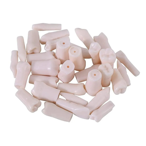 Columbia Dentoform Typodont Ivorine Teeth T-860 – Dentalmantraa