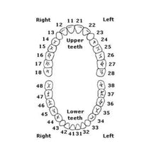 Columbia Dentoform Typodont Ivorine Teeth T-560