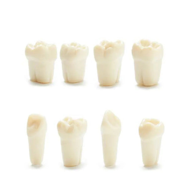 Columbia Dentoform Typodont Ivorine Teeth T-560