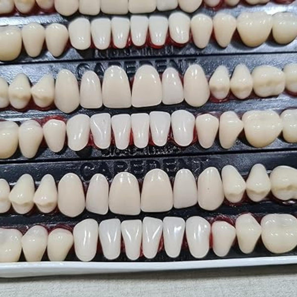 Dental Acrylic Resin Teeth Set Shade 24 | Complete 