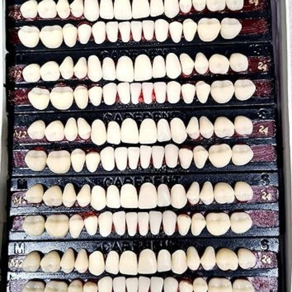 Dental Acrylic Resin Teeth Set Shade 24 | Complete 