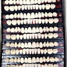 Dental Acrylic Resin Teeth Set Shade 24 | Complete 