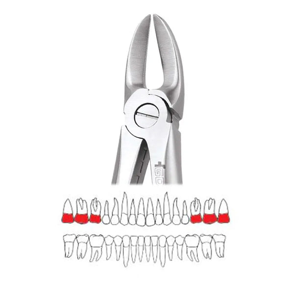 GDC Extraction Forceps Upper Molars 55 Standard FX55S – Dentalmantraa