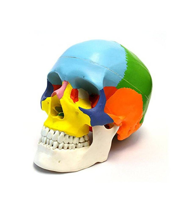 OCTA ANATOMICAL COLOURED SKULL MODEL