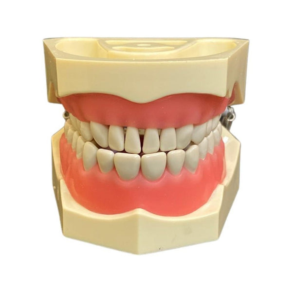 material Columbia Type Jaw Set Model, Model