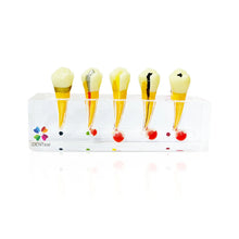 iDENTical Endodontic Treatment Model (M4007-2) Buy Dental products Online DentalMyntra