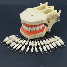 iDENTical Frasaco Type Typodont Jaw Set