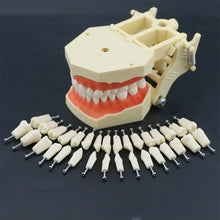 iDENTical Frasaco Type Typodont Jaw Set Buy Dental products Online DentalMyntra