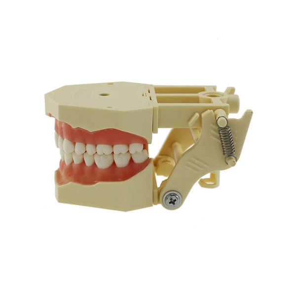 iDENTical Frasaco Type Typodont Jaw Set Buy Dental products Online DentalMyntra