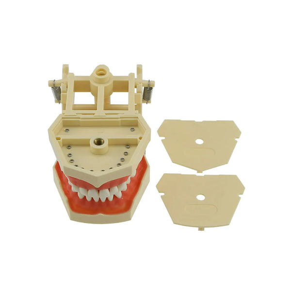 iDENTical Frasaco Type Typodont Jaw Set Buy Dental products Online DentalMyntra
