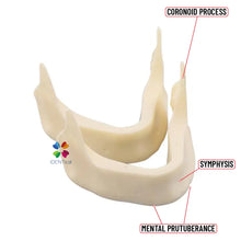iDENTical Implant Practice Mandible Jaw Model M2025 (1 Piece) Buy Dental products Online DentalMyntra