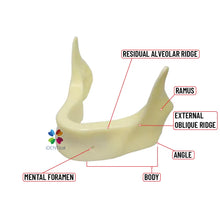 iDENTical Implant Practice Mandible Jaw Model M2025 (1 Piece) Buy Dental products Online DentalMyntra