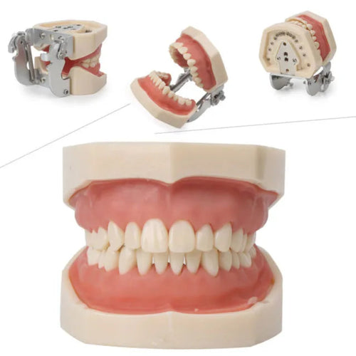 iDENTical Typodont Jaw Set M8011 | Nissin Type