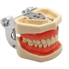 iDENTical Nissin Type Typodont Jaw Set M8011 Buy Dental products Online DentalMyntra
