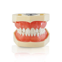 iDENTical Nissin Type Typodont Jaw Set M8011 Buy Dental products Online DentalMyntra
