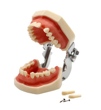 iDENTical Nissin Type Typodont Jaw Set M8011 Buy Dental products Online DentalMyntra