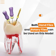 iDENTical Root Canal (RCT) Practice Tooth Model - M8008 Buy Dental products Online DentalMyntra