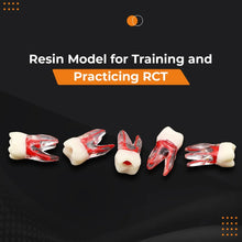 iDENTical Root Canal (RCT) Practice Tooth Model - M8008 Buy Dental products Online DentalMyntra