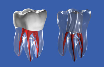 iDENTical Root Canal (RCT) Practice Tooth Model - M8008 Buy Dental products Online DentalMyntra