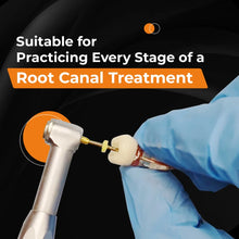 iDENTical Root Canal (RCT) Practice Tooth Model - M8008 Buy Dental products Online DentalMyntra