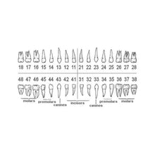 iDENTical Typodont Teeth M8024 | Individual Tooth 