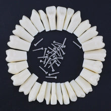 iDENTical Typodont Teeth M8024 | Individual Tooth 