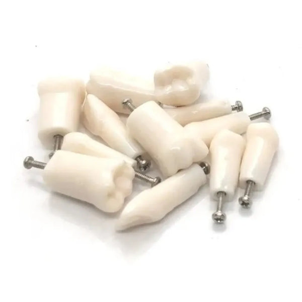 iDENTical Typodonts For Nissin Type Jaw Set -Individual M8024 Buy Dental products Online DentalMyntra