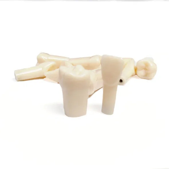 iDENTical Typodonts For Nissin Type Jaw Set -Individual M8024 Buy Dental products Online DentalMyntra