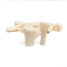 iDENTical Typodont Teeth M8024 | Individual Tooth 