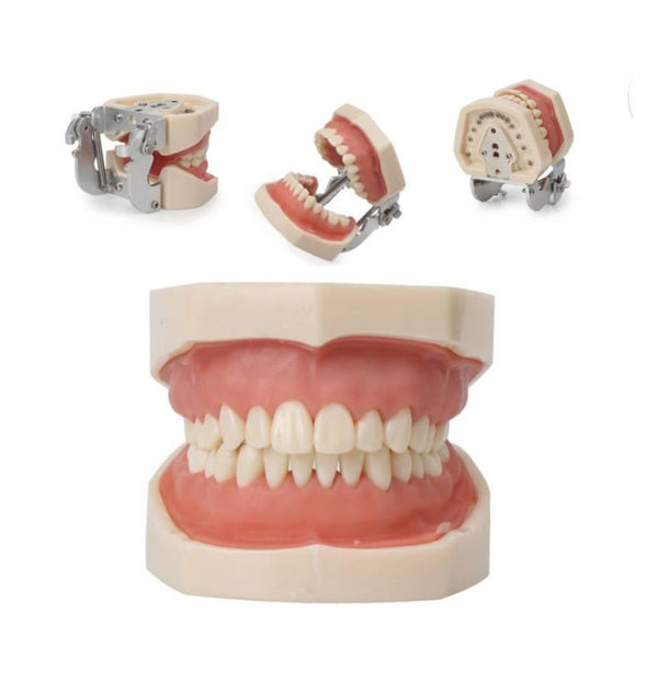 OCTA NISSIN TYPE TYPHODONT JAW SET (SET OF 32 TEETH)