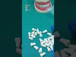 iDENTical Typodont Jaw Set M8011 | Nissin Type