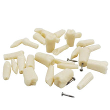 API Typodonts Individual B561 - Adult Size ,