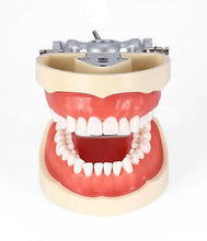 Nissin Dental Model – Educational Training Model 