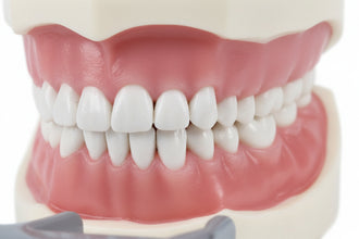 Nissin Dental Model – Educational Training Model 